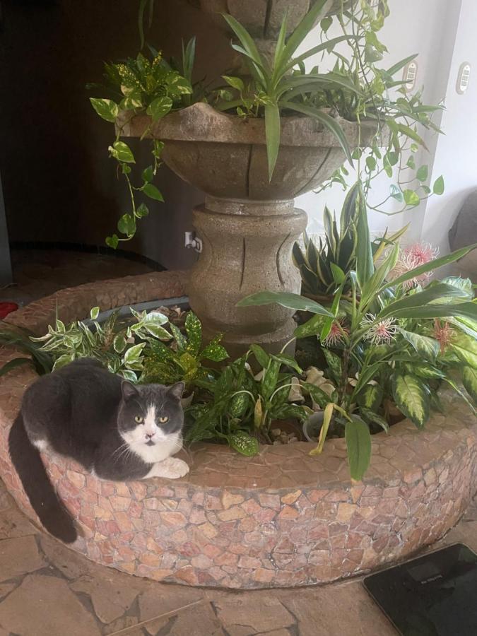 Villa Pura Vida Matapalo  Kültér fotó